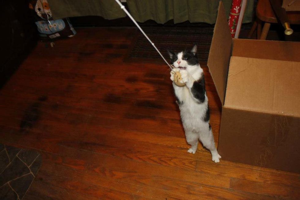 Eagle, MI 48822 Veterinary Services House Calls Veterinary Hospital