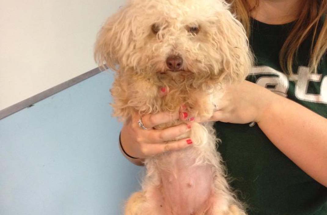 Pet Wellness Care