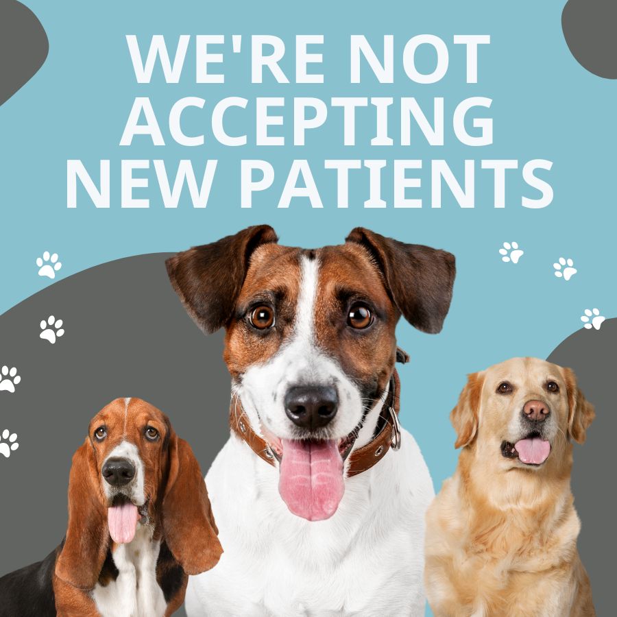 Best Veterinary Hospital In Eagle, MI House Calls