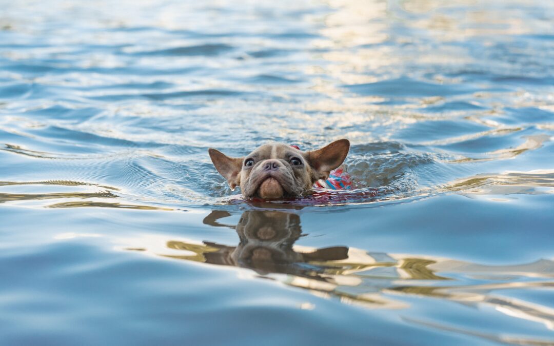 Essential Guidelines for Ensuring Your Pet’s Safe Swimming Experience