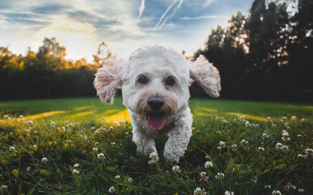 Explore the Outdoors with Confidence: Key Safety Tips for Responsible Pet Parents at Dog Parks