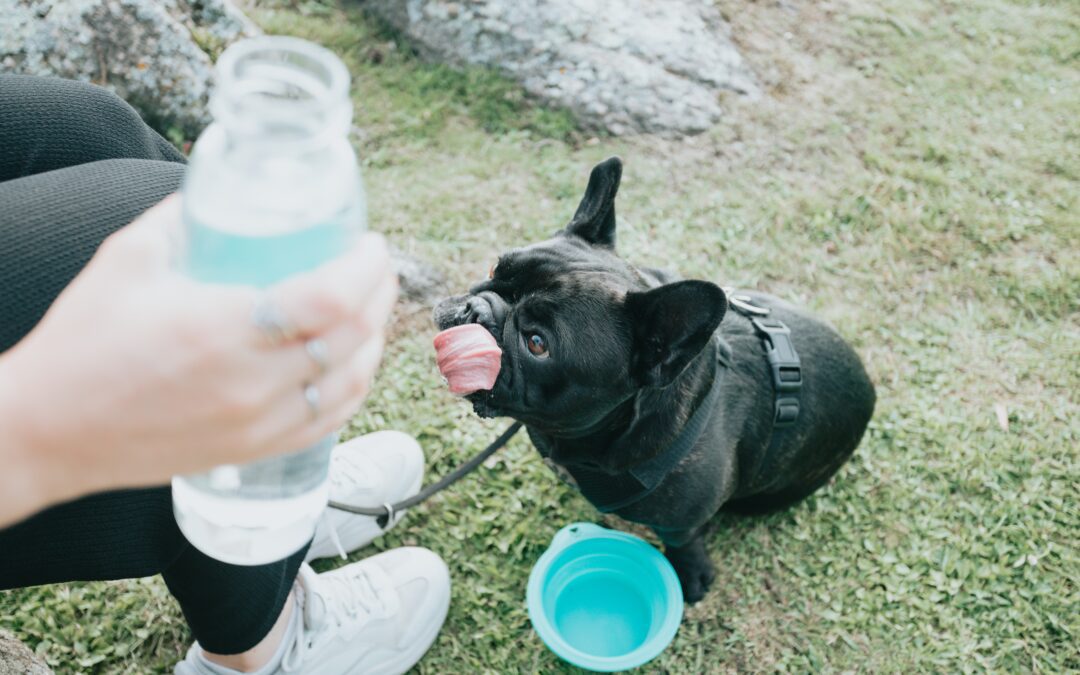 Staying Hydrated: A Must for Your Furry Friend