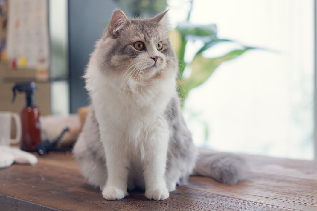 person cuddling white cat