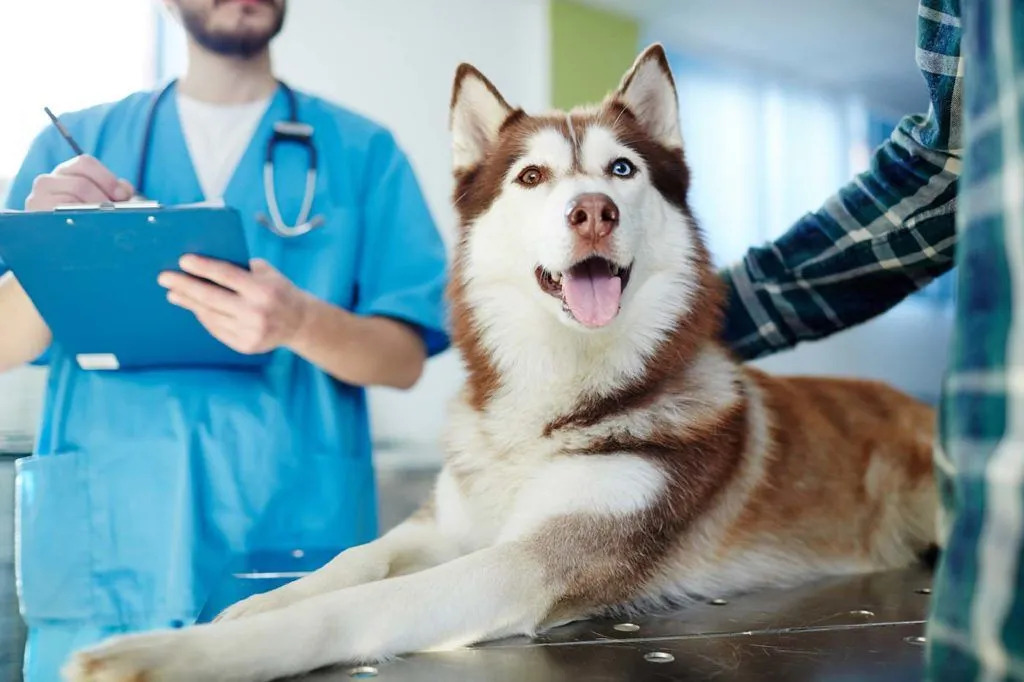 pet urgent care